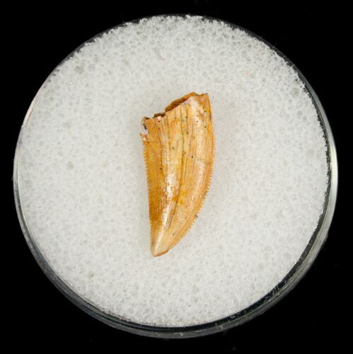 Raptor Tooth From Morocco #5067